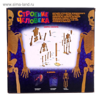 Набор для опытов «Строение человека», 10 обучающих карточек Набор для опытов «Строение человека», 10 обучающих карточек