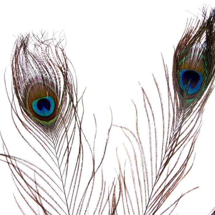 Перо павлина для декора, набор 3 шт., размер 1 шт. &mdash; от 25 до 30 см