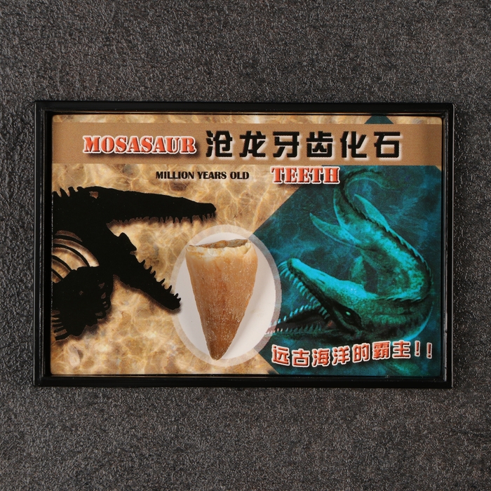 Набор зубов Набор зубов "Мазозавр"