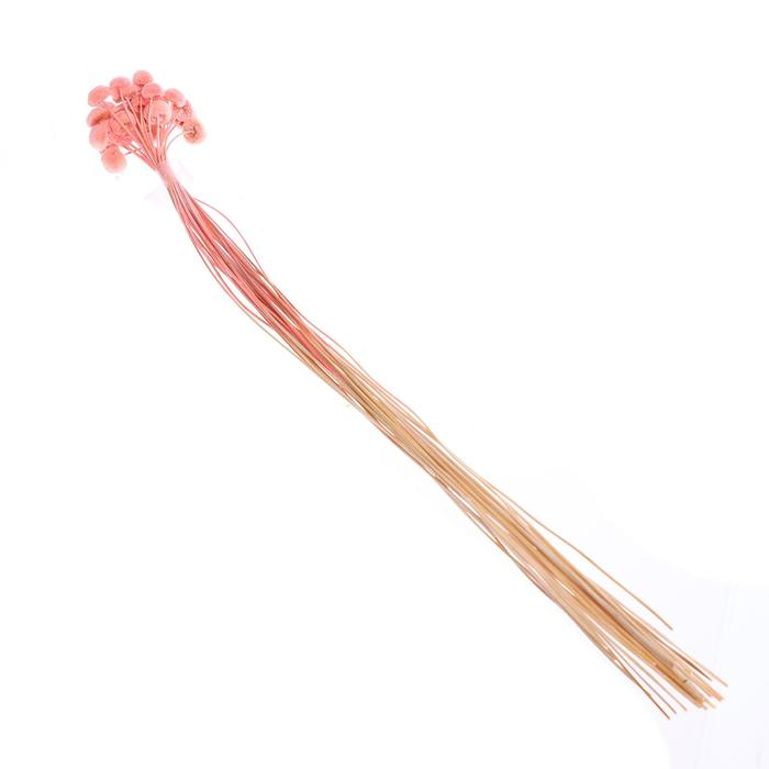 Сухоцвет &laquo;Батао&raquo; набор 20 шт., цвет МИКС