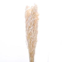 Сухоцвет &laquo;Овёс посевной&raquo;, белый, 50 г в упаковке