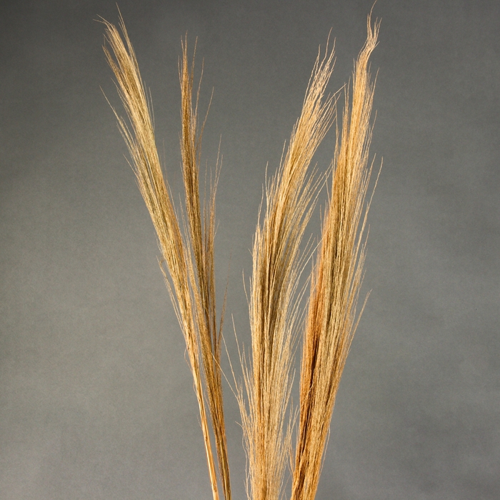 Сухоцветы для декора &laquo;Камыш&raquo;, набор 5 шт. 113 &times; 5 &times; 5 см