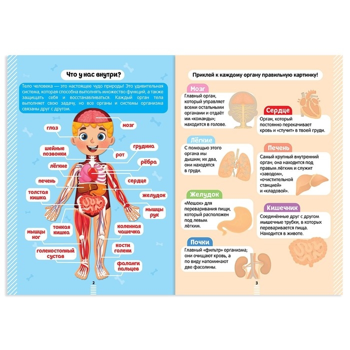 Наклейки &laquo;Секреты тела человека&raquo;, 16 стр.