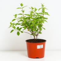 Гортензия метельчатая Фантом, С3 горшок, Н10-50 высота, 1 шт, Осень 2024