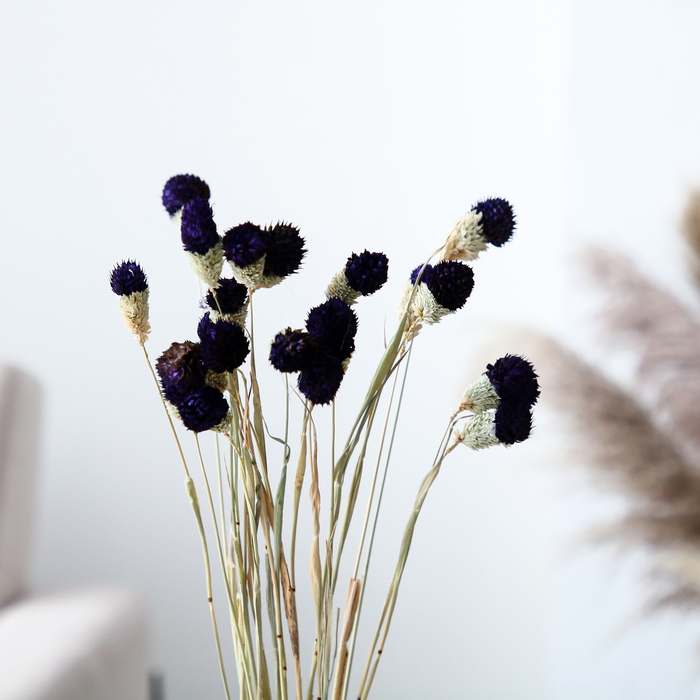 Сухоцвет «Гомфрена шаровидная» набор 20 шт., цвет тёмно-фиолетовый Сухоцвет «Гомфрена шаровидная» набор 20 шт., цвет тёмно-фиолетовый