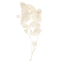 Сухоцвет персикого дерева, 50 г, длина &mdash; 70 см, цвет белый