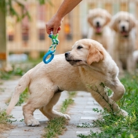 Игрушка жевательная с канатом "Кусочек солнца", 8 см, голубая Игрушка жевательная с канатом "Кусочек солнца", 8 см, голубая