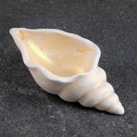 Фигурное кашпо "Ракушка" позолота, 13х6х3см Фигурное кашпо "Ракушка" позолота, 13х6х3см