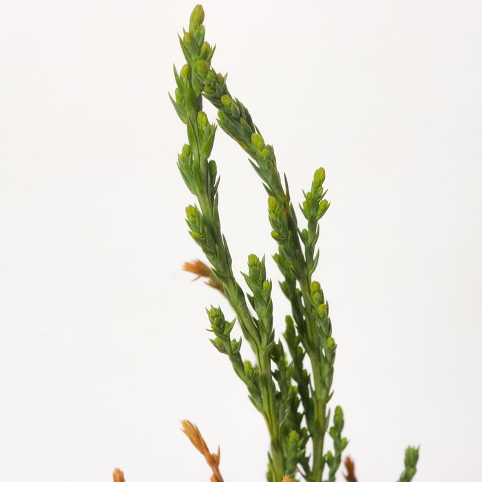 Можжевельник скальный "Скайрокет", Р9, 1шт, h 3-20 см, Осень 2024