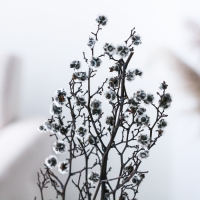 Сухие цветы &laquo;Молочай Миля&raquo;, 25 г, длина &mdash; 70 см, цвет белый