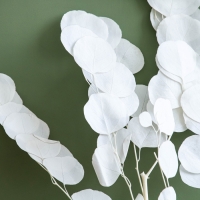 Сухоцвет персикого дерева, 50 г, длина &mdash; 70 см, цвет белый