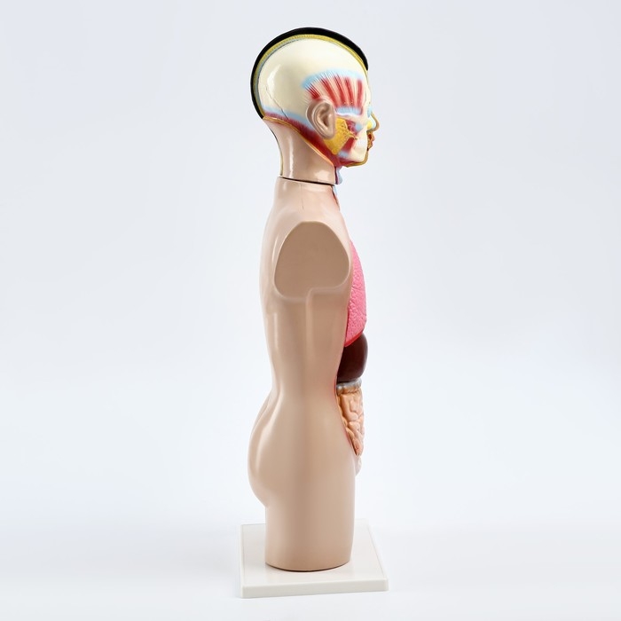 Макет Макет "Торс человека" 65 см