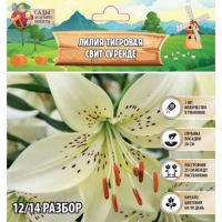 Лилия Тигровая "Свит Суренде", р-р 12/14, 3 шт, Лилия Тигровая "Свит Суренде", р-р 12/14, 3 шт,