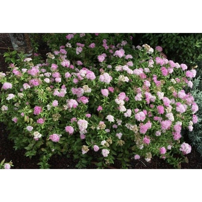 Спирея японская Генпей (Широбана), С15 горшок, 1 шт, Осень 2024 Спирея японская Генпей (Широбана), С15 горшок, 1 шт, Осень 2024