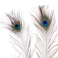 Перо павлина для декора, набор 2 шт., размер 1 шт. — от 40 до 50 см Перо павлина для декора, набор 2 шт., размер 1 шт. — от 40 до 50 см
