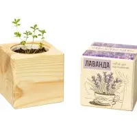 Набор для выращивания &laquo;Экокуб&raquo;, лаванда