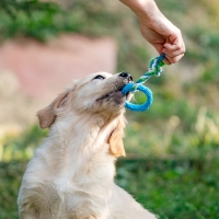 Игрушка жевательная с канатом "Кусочек солнца", 8 см, голубая Игрушка жевательная с канатом "Кусочек солнца", 8 см, голубая