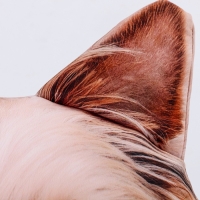 Антистресс подушки, собака &laquo;Йорк&raquo;