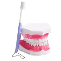 Игровой набор «Макет челюсти человека», 12 × 9 см, с щёткой, щётка цвета МИКС Игровой набор «Макет челюсти человека», 12 × 9 см, с щёткой, щётка цвета МИКС