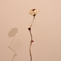 Сухоцвет на бамбуковом стебле 150 см белый Сухоцвет на бамбуковом стебле 150 см белый