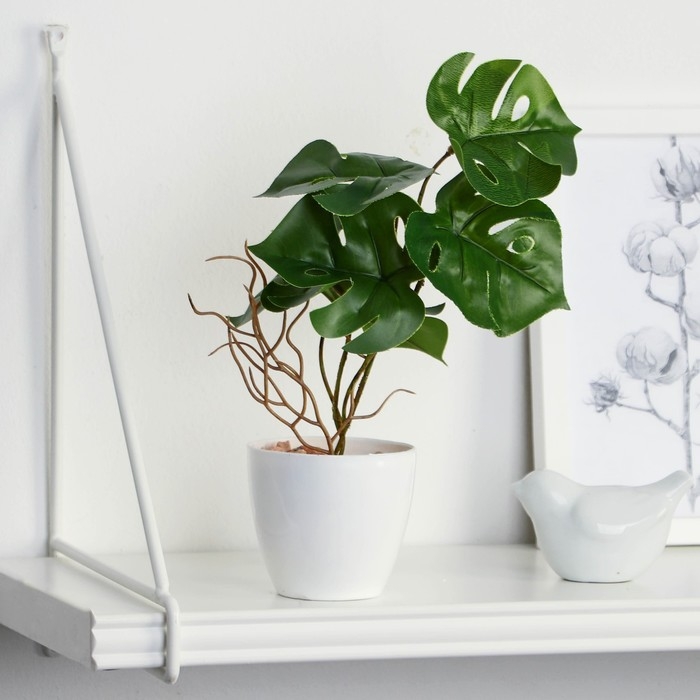 Бонсай в горшке &laquo;Монстера блик&raquo; 7,5х20 см