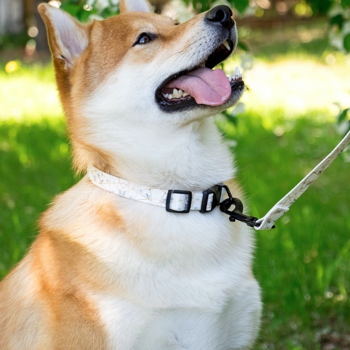 Набор &laquo;Мрамор&raquo;, застёжка - фастекс, поводок 2 м и ошейник 28-46 см