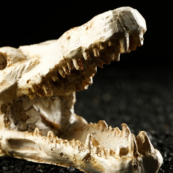 Декор для аквариума Декор для аквариума "Череп крокодила", 13 х 5,5 х 6 см