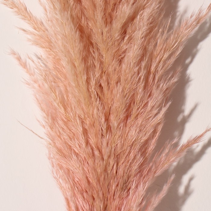 Сухоцвет "Кортадерия", 1 ветка, длина 140-150 см, персиковый