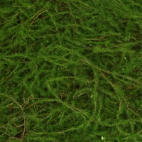 Декоративная панель, 90 &times; 40 см, &laquo;Папоротник&raquo;, Greengo