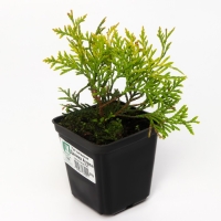 Туя западная "Даника Ауреа", Р9, 1 шт, Осень 2024