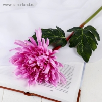 Цветы искусственные "Астра пионовидная" 17х63 см, сиреневый Цветы искусственные "Астра пионовидная" 17х63 см, сиреневый