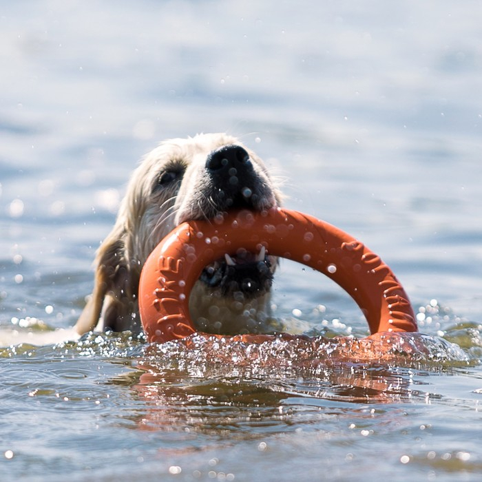 Кольцо Кольцо "ДогЛайк" D-2611, 8-мигранное, большое, ⌀ 30,5 см