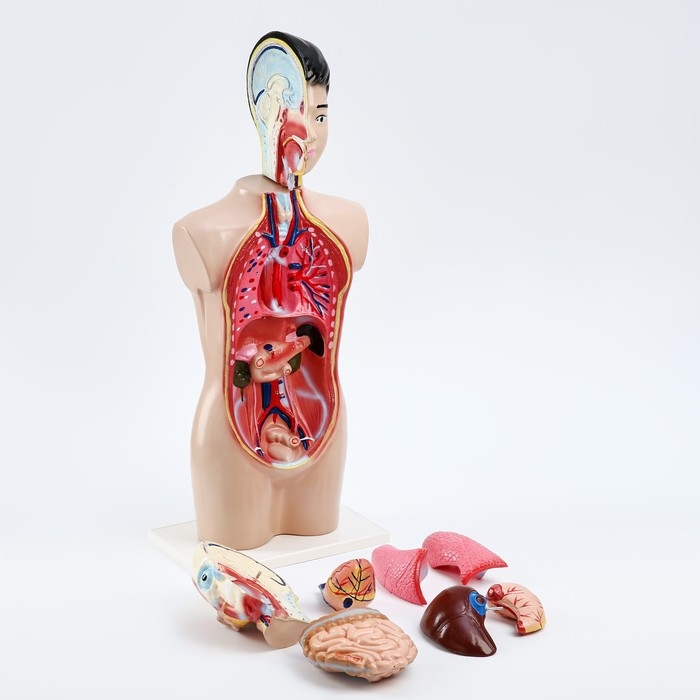 Макет Макет "Торс человека" 65 см