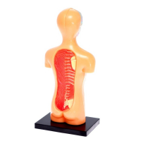 Набор для опытов «Анатомия человека» Набор для опытов «Анатомия человека»