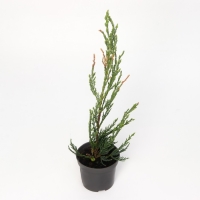 Можжевельник скальный "Скайрокет", Р9, 1шт, h 3-20 см, Осень 2024