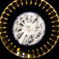 Светильник "Одуванчик" LED 7Вт 4000Кзолото 11х10х11-110см BayerLux