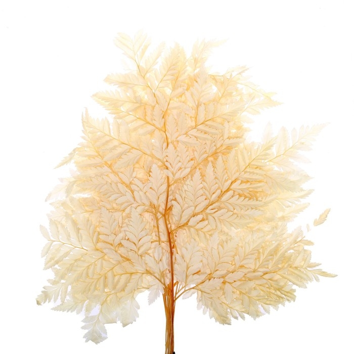 Сухоцвет «Папоротник», жёлтый, 10 шт. в упаковке Сухоцвет «Папоротник», жёлтый, 10 шт. в упаковке