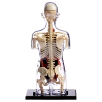 Набор для опытов &laquo;Строение тела&raquo;, беременная женщина