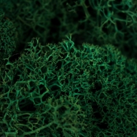 Мох стабилизированный "Серо зелёный" 45 гр (+-5 гр) Мох стабилизированный "Серо зелёный" 45 гр (+-5 гр)