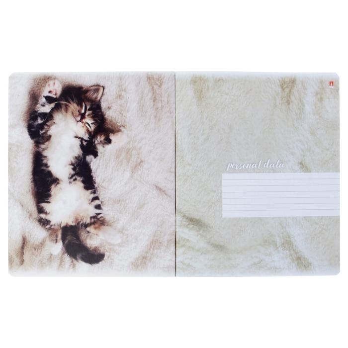 Тетрадь 48 листов в клетку Тетрадь 48 листов в клетку "Котята мур-мур", обложка мелованный картон, гибридный лак, фольга, МИКС