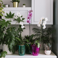 Горшок для орхидей, 2,5 л, 16,4 &times; 18,5 см, пластик, прозрачно-бирюзовый