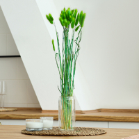 Сухоцветы &laquo;Лагурус&raquo;, набор 30 шт., цвет зелёный