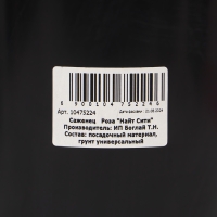 Саженец Розы "Найт Сити", Горшок С4, Лето 2024 Саженец Розы "Найт Сити", Горшок С4, Лето 2024