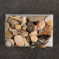 Набор "Аммониты" Набор "Аммониты"