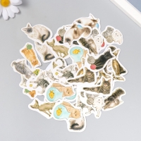 Наклейки для творчества "Породы кошек" тиснение золото набор 48 шт 9х7х0,8 см Наклейки для творчества "Породы кошек" тиснение золото набор 48 шт 9х7х0,8 см