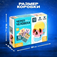 Набор для опытов &laquo;Череп человека&raquo;, анатомическая модель