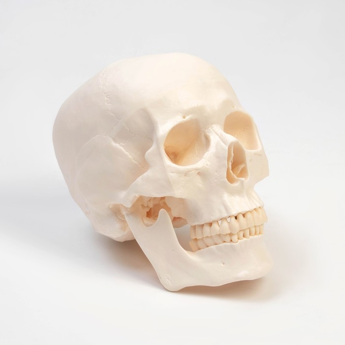 Макет Макет "Череп человека" 20*15*18см