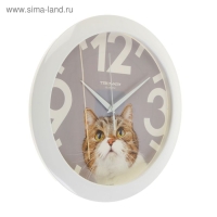 Часы настенные, серия: Животный мир, "Кот", d=29 см, белый обод Часы настенные, серия: Животный мир, "Кот", d=29 см, белый обод