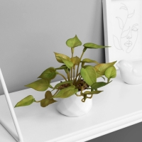 Бонсай в горшке "Филодендрон ультра" (мягкий лист) 9х6 см, микс Бонсай в горшке "Филодендрон ультра" (мягкий лист) 9х6 см, микс