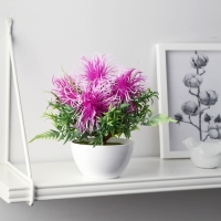 Бонсай в горшке "Тилландсия" 10х17 см, микс Бонсай в горшке "Тилландсия" 10х17 см, микс